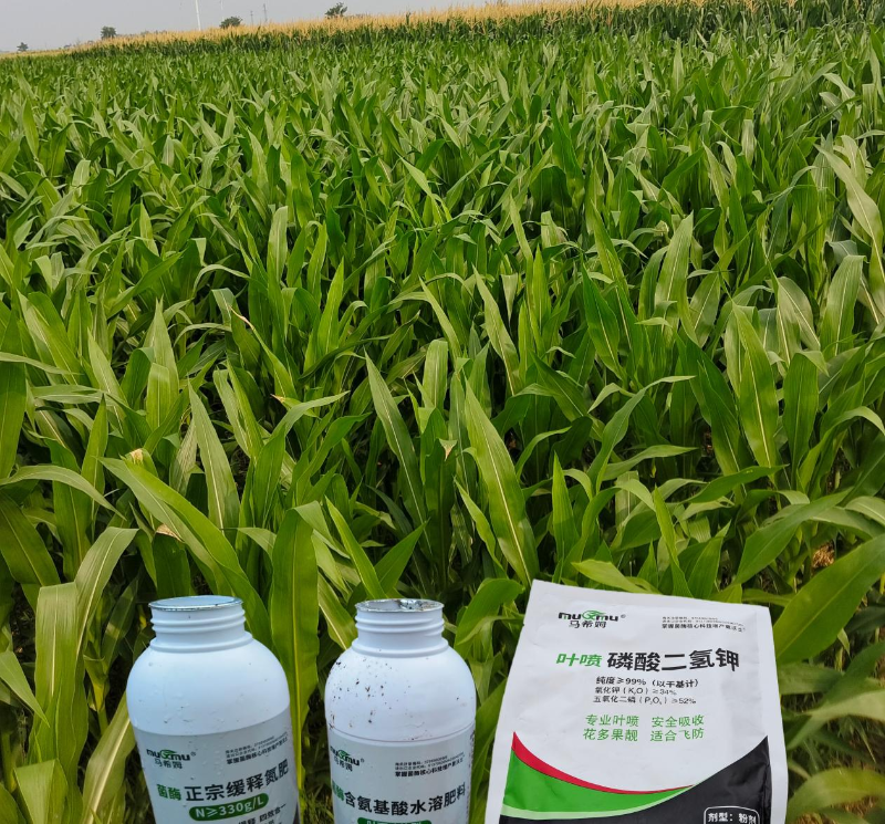玉米种植-马希姆菌酶特种肥