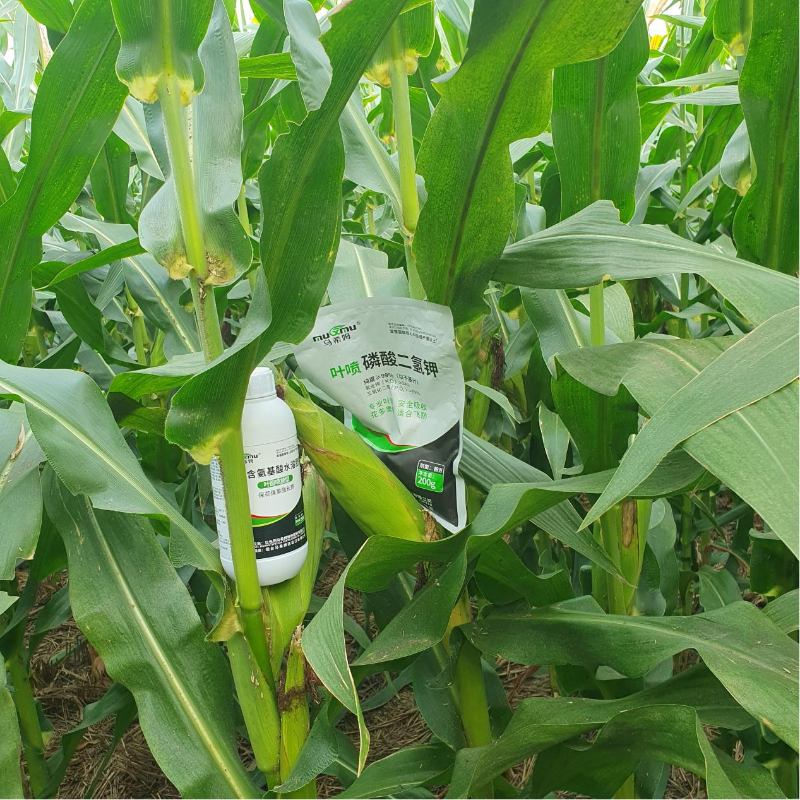 玉米种植-马希姆菌酶特种肥