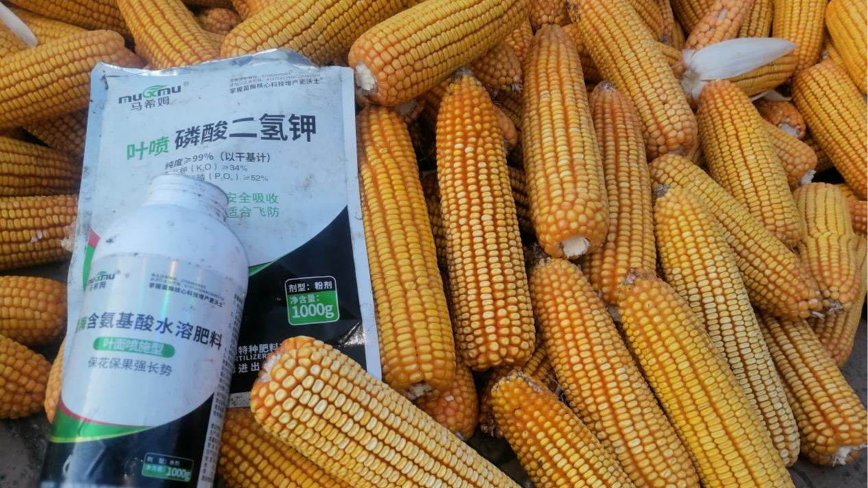 玉米种植高产优质管理要点