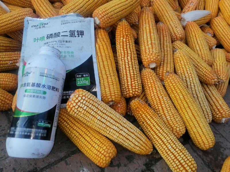玉米种植-马希姆菌酶特种肥