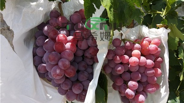 水溶肥使用常见误区——施肥方法错误 水溶肥使用常见误区——施肥方法错误