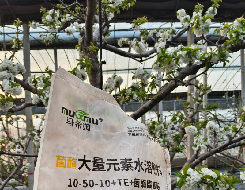 樱桃施肥—马希姆高磷大量元素水溶肥
