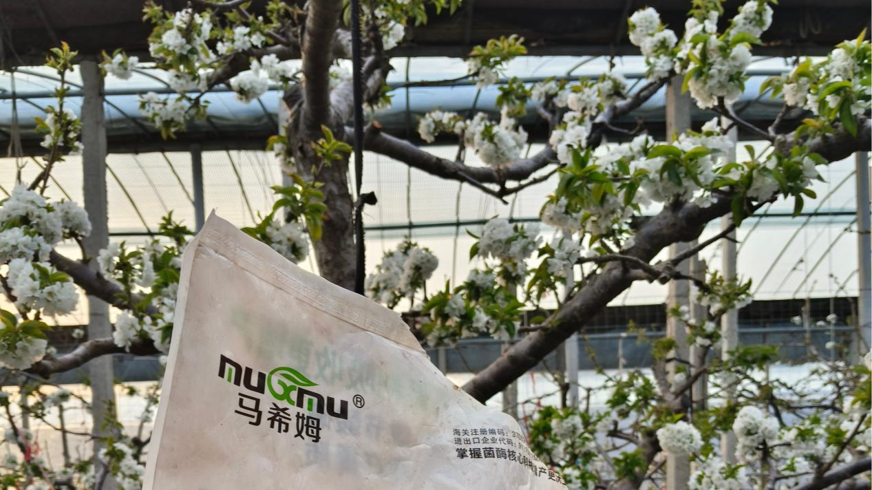 樱桃施肥想要高产就这样做