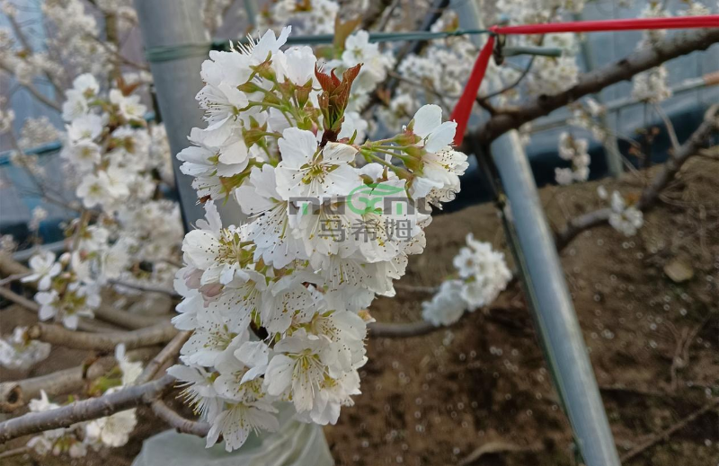 樱桃施肥—马希姆菌酶水溶肥