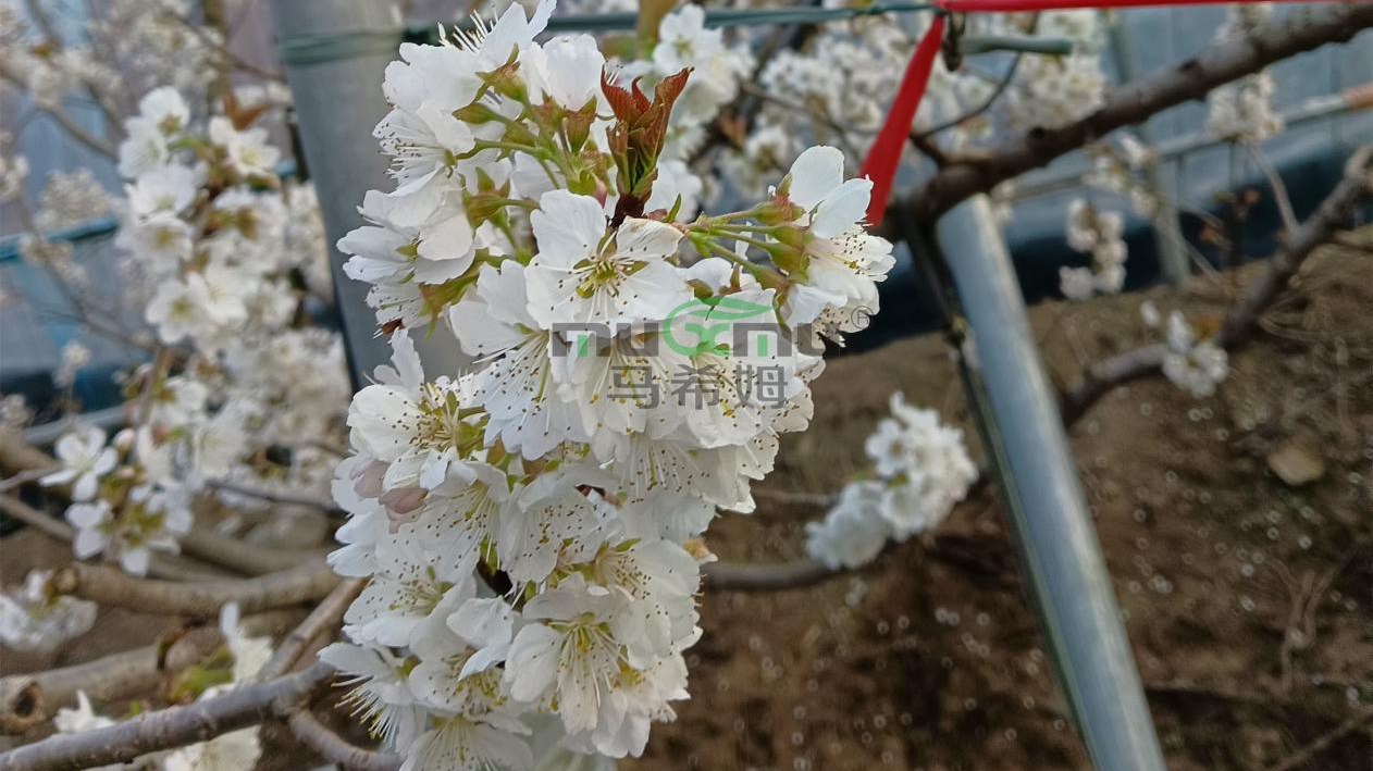 樱桃开花期科学管理要点