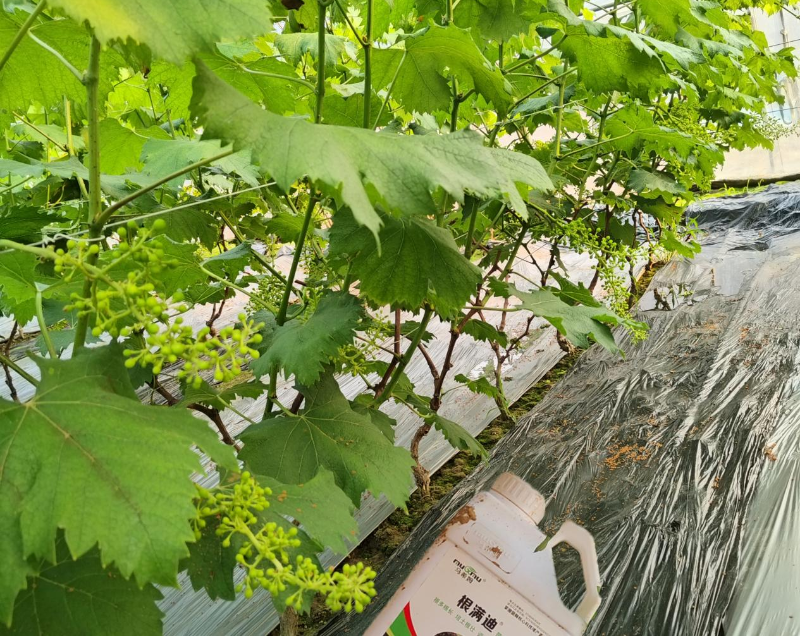 葡萄施肥—马希姆根满迪生根剂