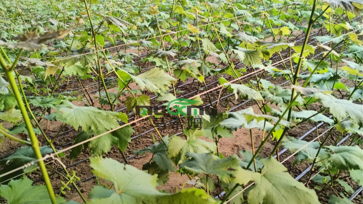 葡萄开花前期水肥管理要点