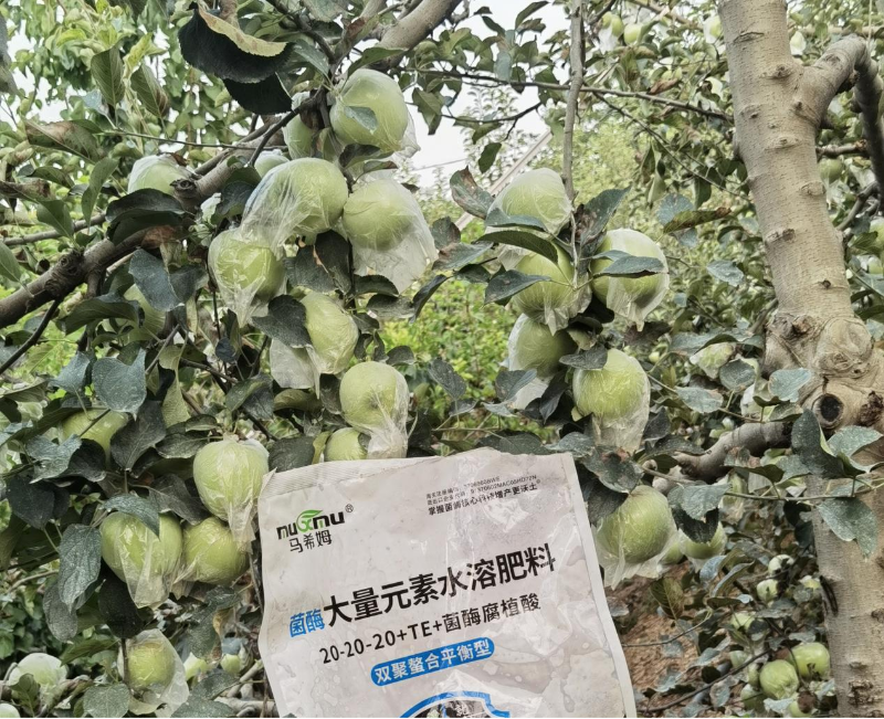 苹果施肥—马希姆平衡大量元素水溶肥