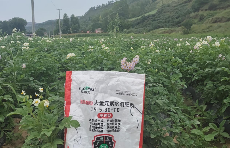 土豆施肥—马希姆高钾颗粒大量元素水溶肥