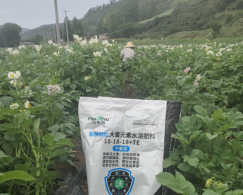 土豆施肥—马希姆平衡颗粒大量元素水溶肥