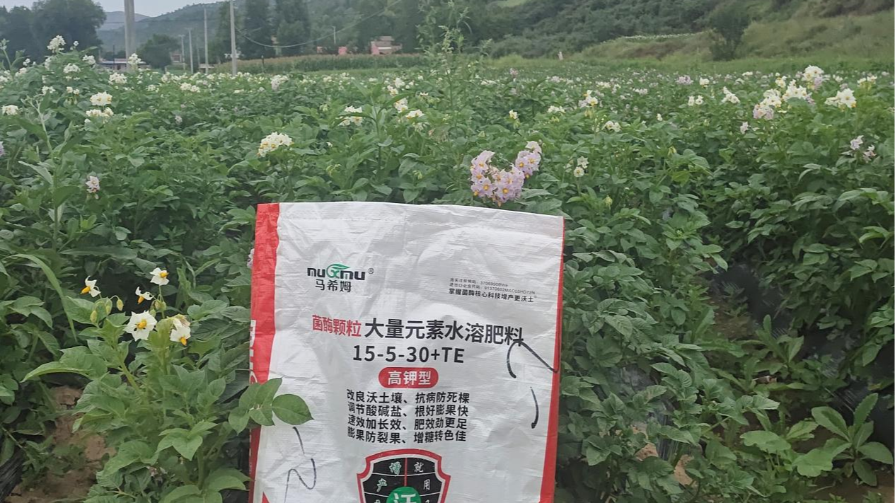土豆种植痛点问题如何解决？