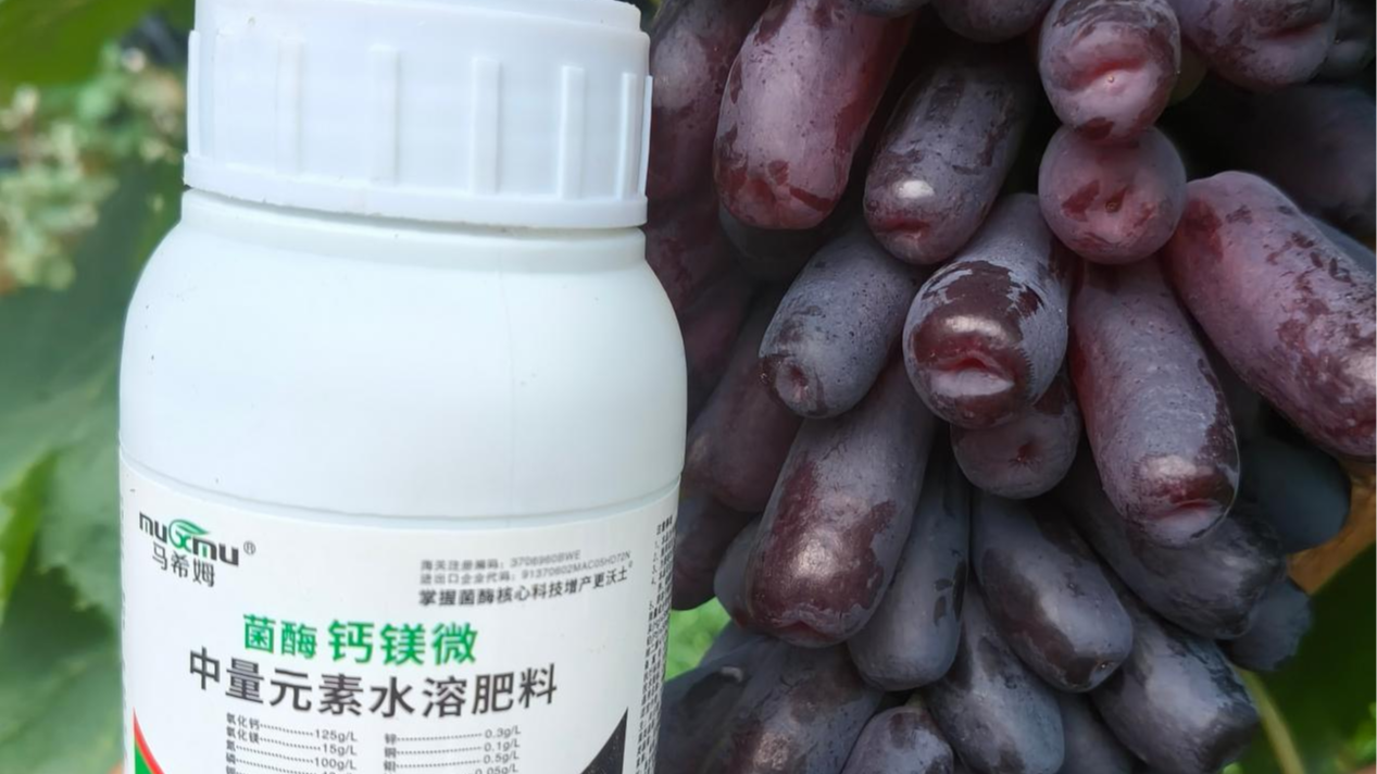 抓住葡萄二次膨大，提质增产有妙招