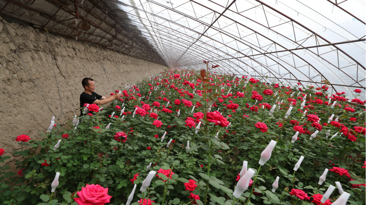 冬季温室<i style='color:red'>大棚种植</i>管理技术 冬季温室<i style='color:red'>大棚种植</i>管理技术