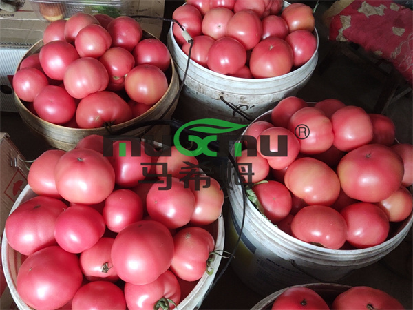 番茄施肥- 马希姆水溶肥