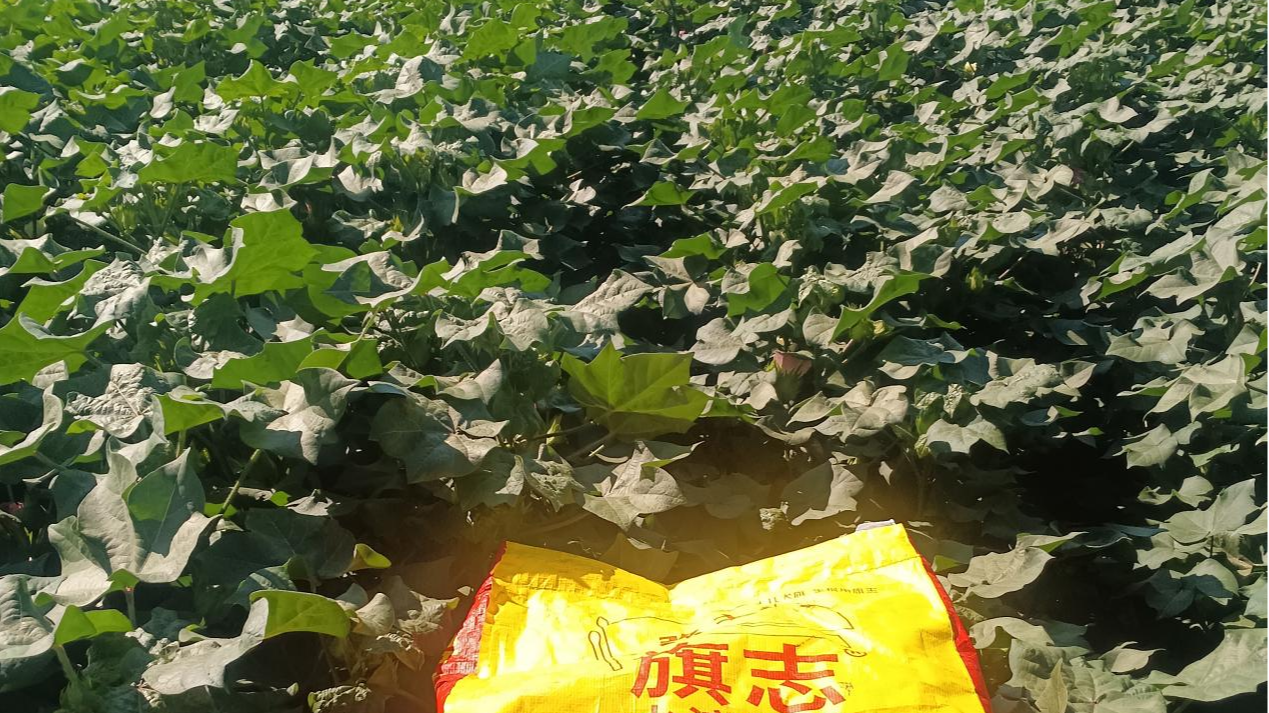 <i style='color:red'>旗志</i>水溶菌肥：打破单一施肥瓶颈，种养结合提质增产