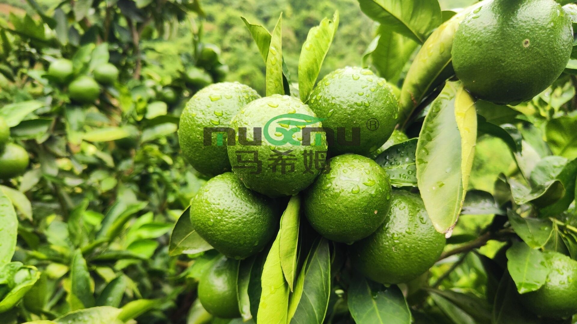 <i style='color:red'>柑橘施肥</i>用什么肥料好?菌酶腐植酸倍受欢迎 <i style='color:red'>柑橘施肥</i>用什么肥料好?菌酶腐植酸倍受欢迎