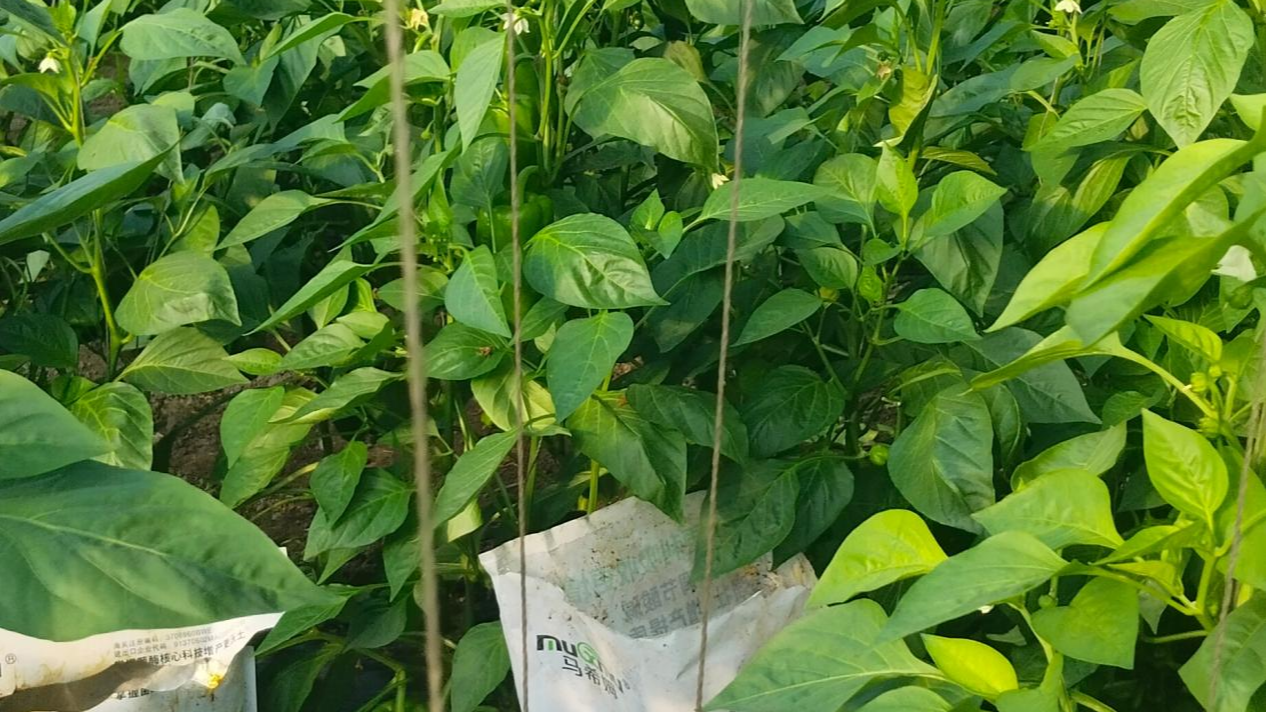 <i style='color:red'>冬季大棚管理</i>技巧,防低温 = 保收成! <i style='color:red'>冬季大棚管理</i>技巧,防低温 = 保收成!