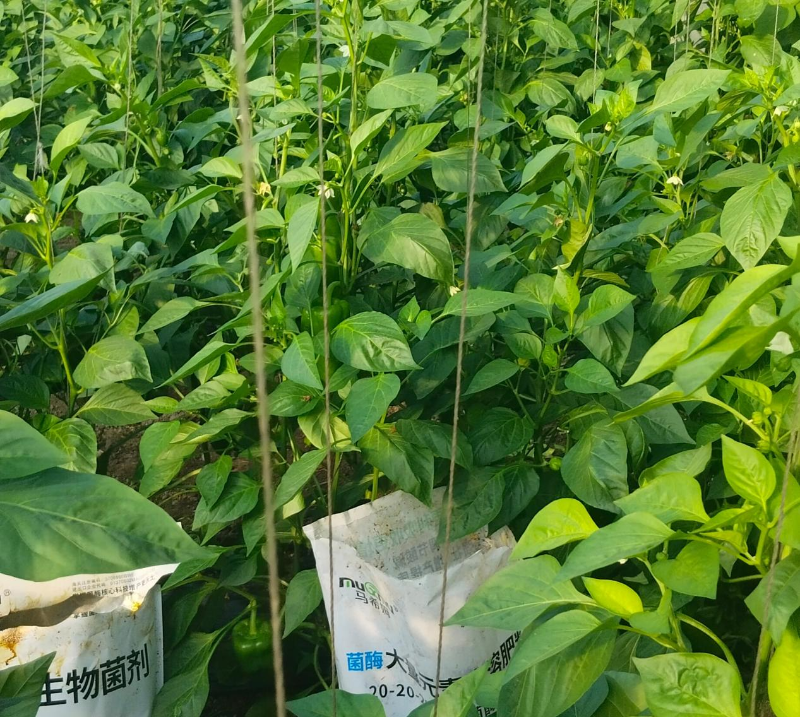 辣椒施肥-马希姆菌酶水溶肥