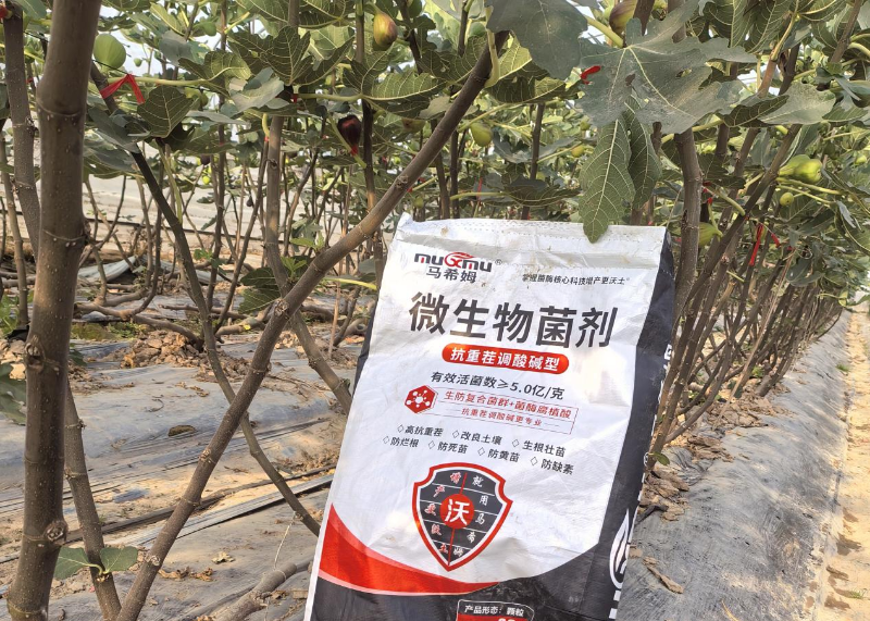 无花果施肥-马希姆颗粒微生物菌剂