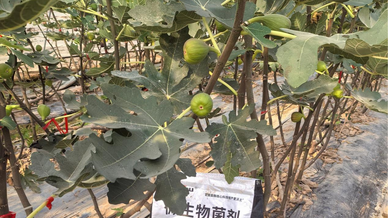 无花果秋施基肥这样做才对