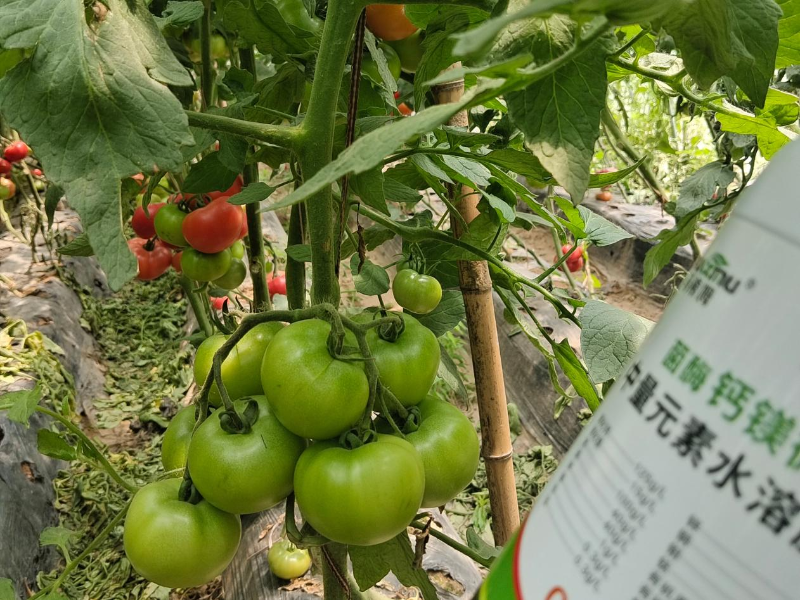 番茄施肥-马希姆钙镁微中量元素水溶肥
