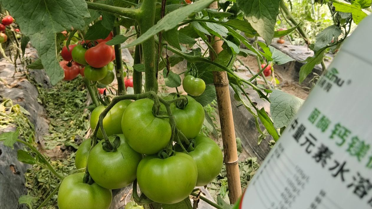 搞定<i style='color:red'>番茄脐腐病</i>，提质增产有妙招