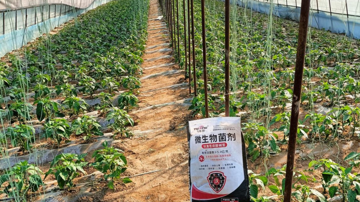 辣椒种植高产要点