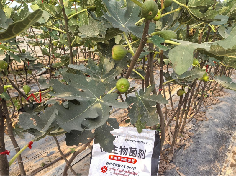 无花果施肥-马希姆颗粒微生物菌剂