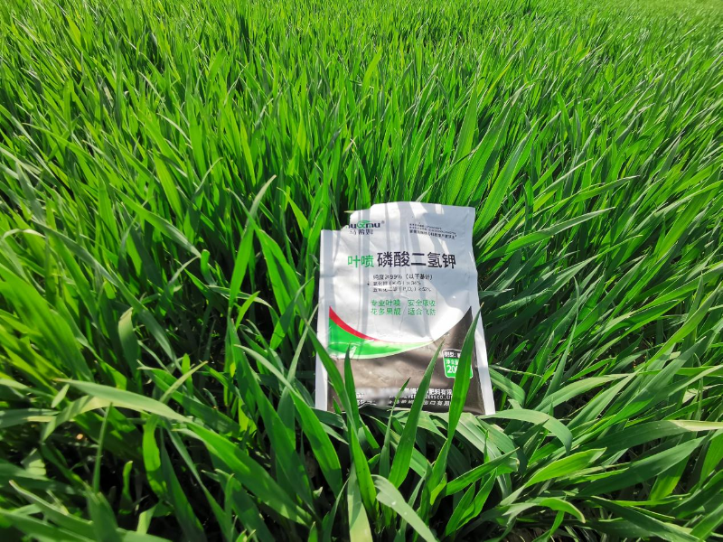 小麦施肥—马希姆磷酸二氢钾