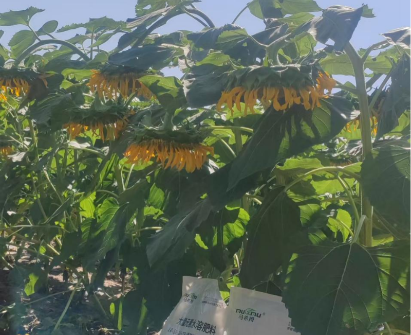 葵花种植—马希姆菌酶特种肥
