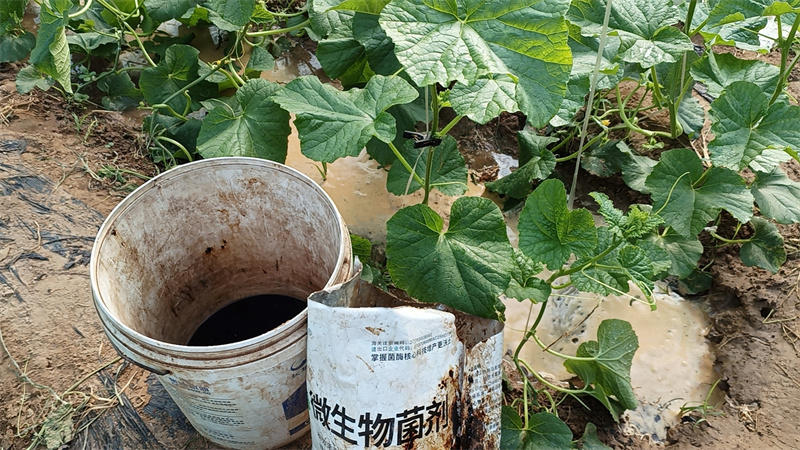水溶肥哪家好？