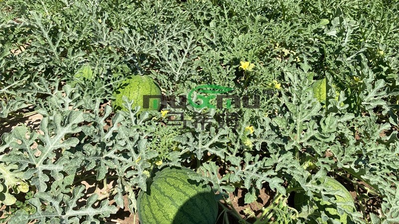 种打瓜需要用什么肥料?用<i style='color:red'>菌酶腐植酸</i>增产增收 种打瓜需要用什么肥料?用<i style='color:red'>菌酶腐植酸</i>增产增收