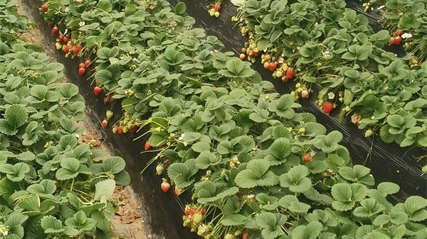 微生物菌剂助力草莓种植，效果超乎想象