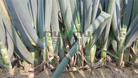 大葱施肥管理：助你丰收满满
