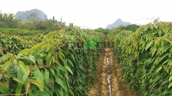 山药种植：水溶肥带来的丰收
