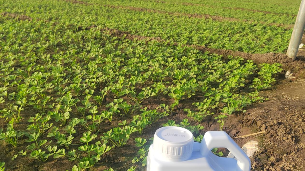 大棚种植管理要点，要做好前脸环境调控