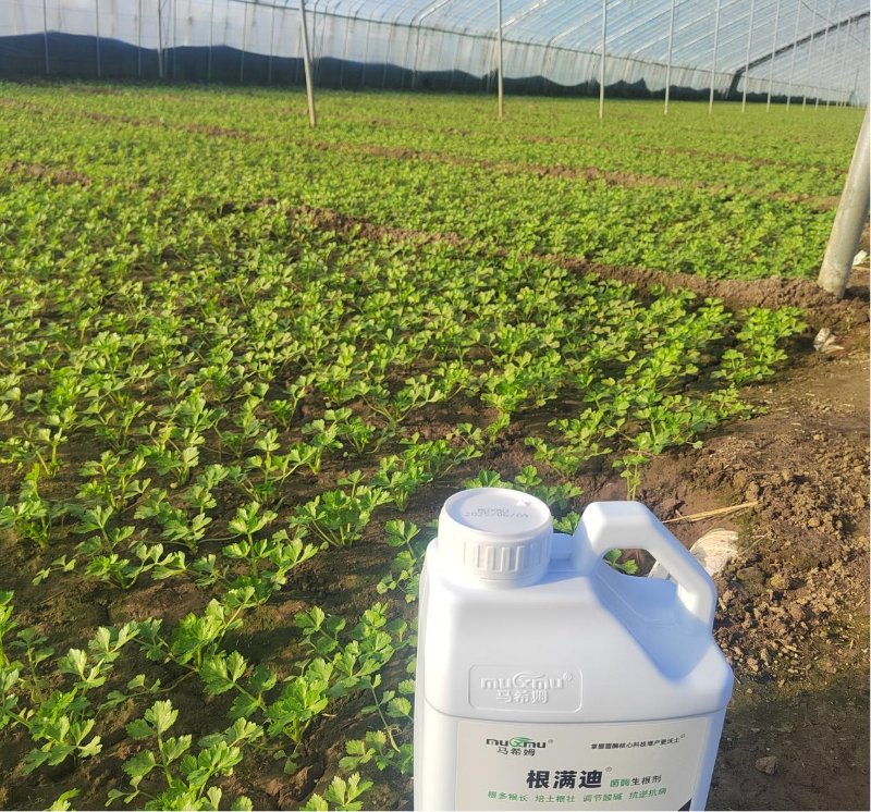 芹菜施肥-马希姆根满迪生根剂