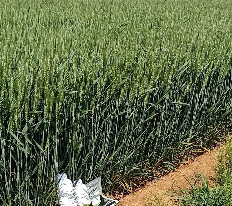 小麦施肥-马希姆菌酶水溶肥