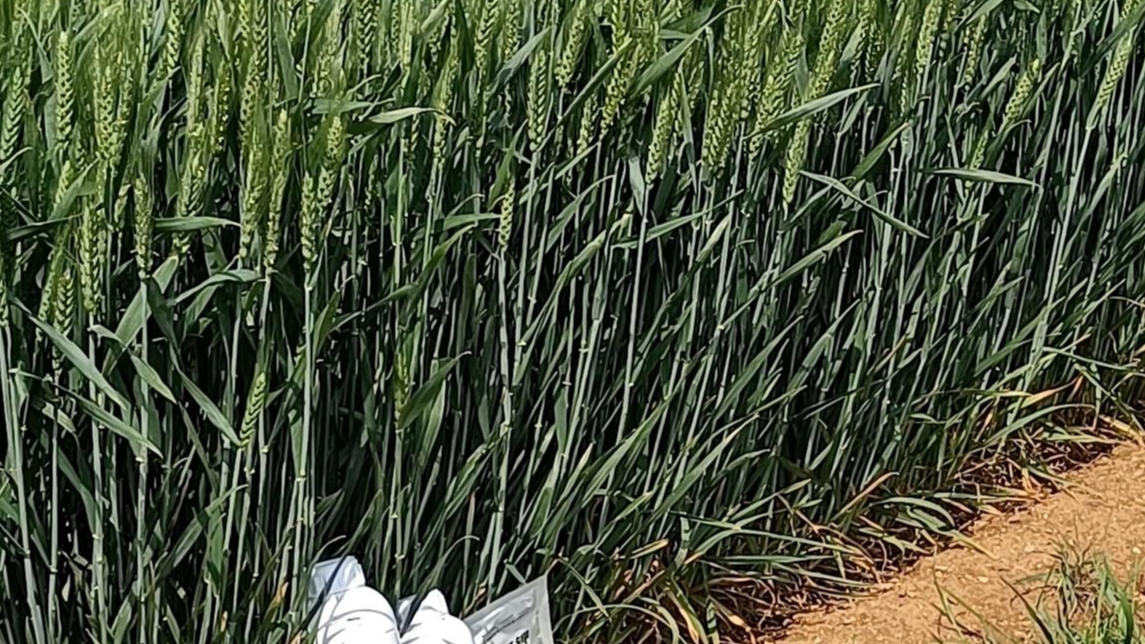 小麦种植做好这几点，增产效果超预期