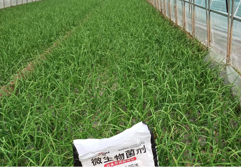 大蒜施肥-马希姆颗粒微生物菌剂