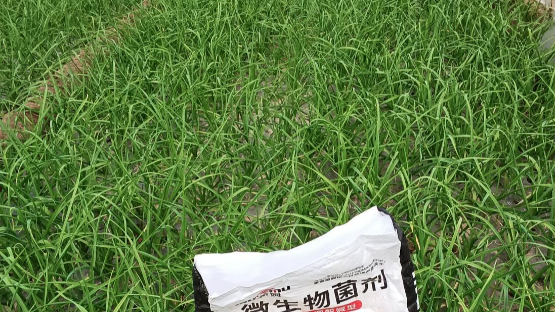 大蒜越冬管理要点