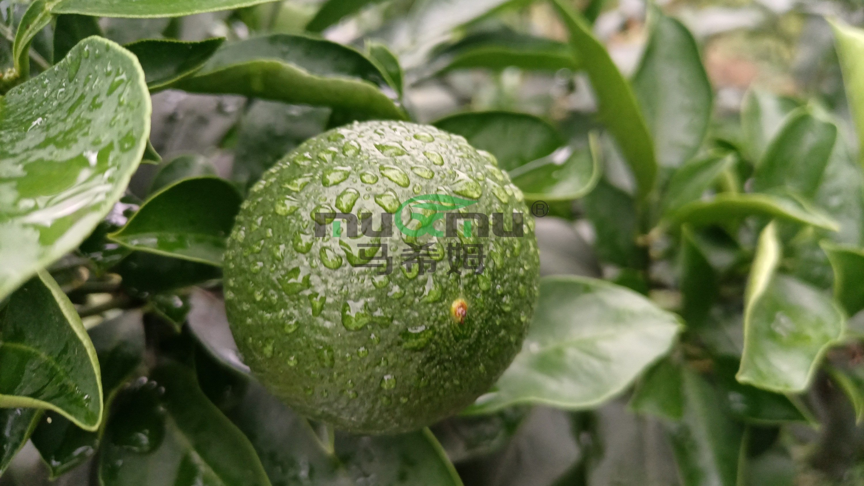 柑橘树什么时候施肥最好? 柑橘树什么时候施肥最好?