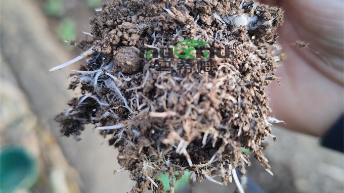 蔬菜定植后难扎根，学会这两点实现爆根