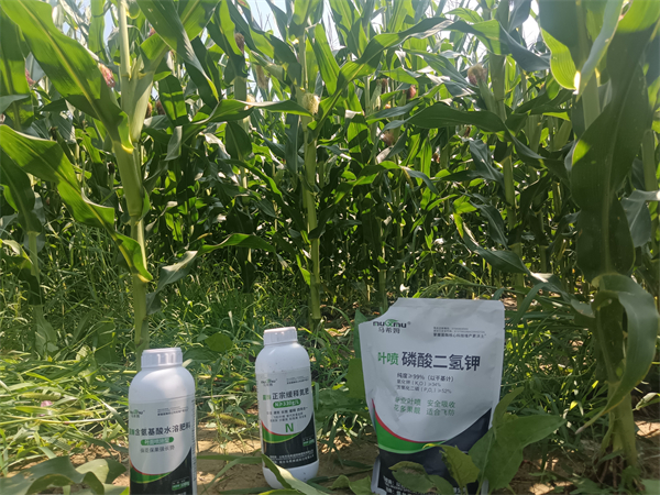 玉米施肥-马希姆叶面肥+氮肥+磷酸二氢钾