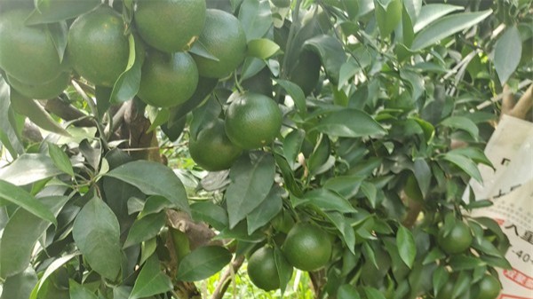 夏季持续高温暴晒,柑橘日灼要当心 夏季持续高温暴晒,柑橘日灼要当心