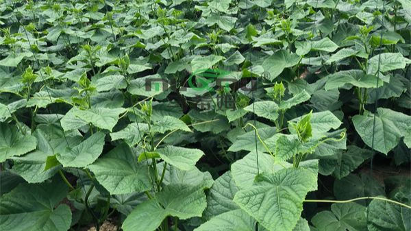 黄瓜施肥有方法，结瓜一茬接一茬