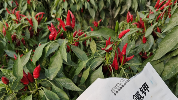 辣椒落花落果怎么办？这三点很重要