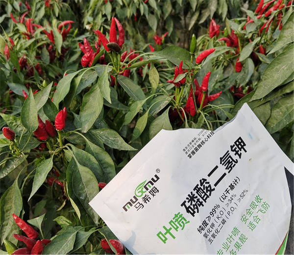 辣椒施肥-马希姆磷酸二氢钾 