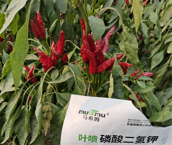辣椒施肥-马希姆磷酸二氢钾