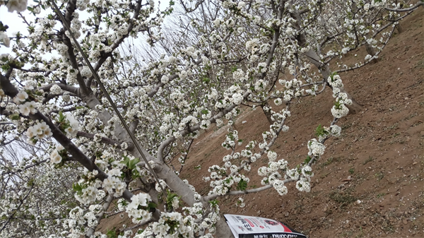 樱桃施肥-马希姆颗粒微生物菌剂 